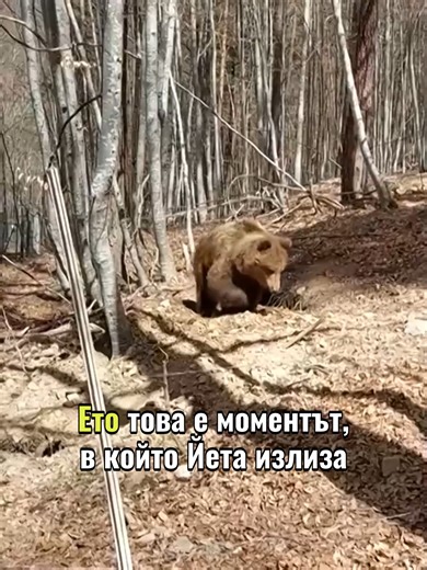 След цели 160 дни хибернацията мечката Йета се събуди в Парка за танцуващи мечки край Белица. Така тя отново стана един от „шампионите“ по зимен сън. Според експертите дългият ѝ сън е знак за спокойствие, добро здраве и успешна адаптация към средата. #bulgaria #bear #novatv
