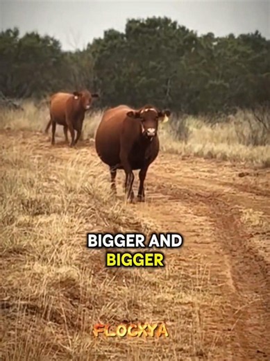 How Vets Save a Bloated Cow's Life 🐄😱