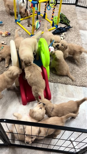 Kelly’s Colorado Goldens (@kellyscoloradogoldens)’s videos with Tick Tick Boom 2 - WALF & SLAP HOUSE MAFIA