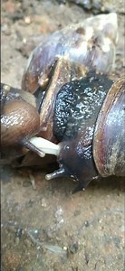 snail mating process|How snails reproduce #animallife #animals #molusco #love #golubella#sinharaja