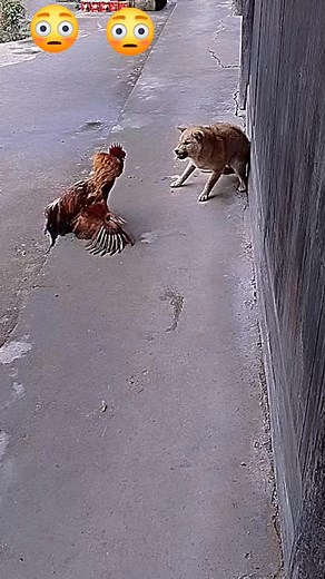 Rooster vs dog,rooster is attacking to dog#funny video#fqcebookreels#viralreels#👀😜😂 | H-I-H