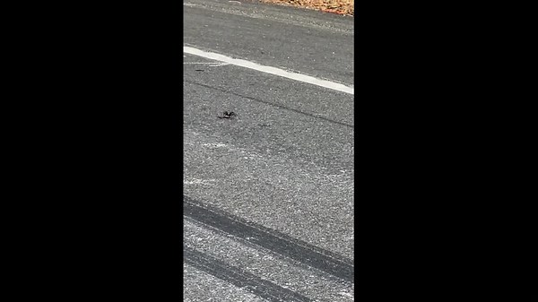 Tarantula crushed while crossing a busy road in California, USA