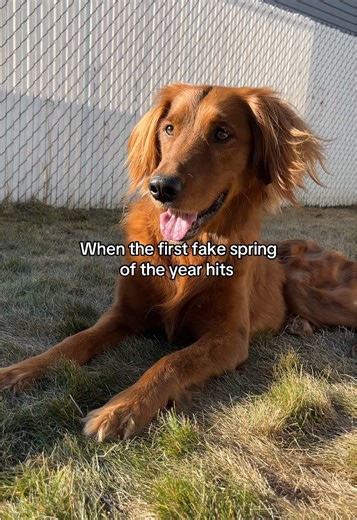 We love fake spring!!!☀️☀️