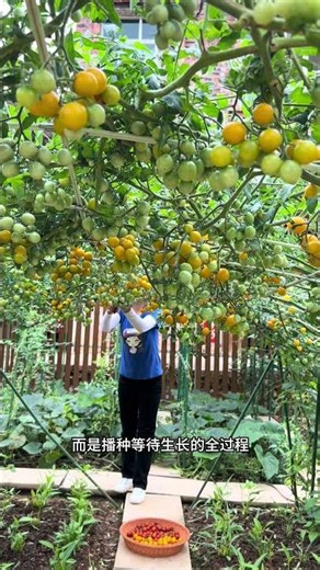 这样的黄蜜珠水果番茄你喜欢吗？喜欢的话你也种上几棵吧#番茄种植 #阳台小院均可种植 #新农人计划