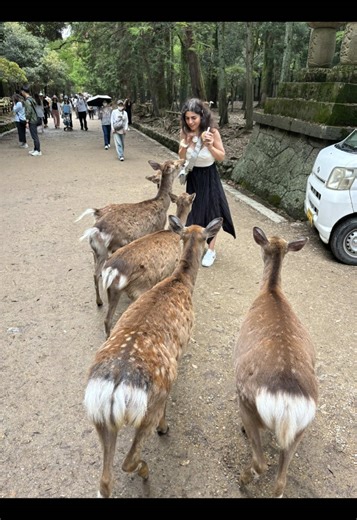 Feeding Deer in Nara: A Fun Japan Travel Experience