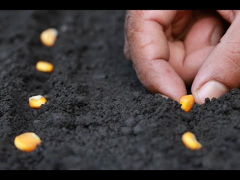 Fertilización en la Siembra de Maíz 🌱 COMO SEMBRAR Aumenta tu Cosecha 🚜Secretos Crecimiento MÁXIMO