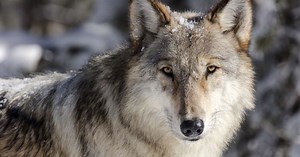US tribes demand emergency protection for wolves