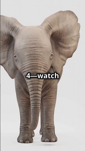 The Most Irresistible Baby Elephant Moments Caught on Camera!