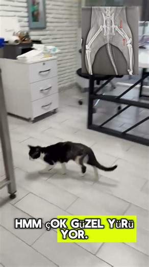 Kedi uyluk kemiği kırığı ameliyatı.Ekternal fiksasyon.#kedi#ceyhan #ortopedi #veteriner #