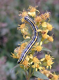 Factors and Relations: Abiotic and Biotic Factors