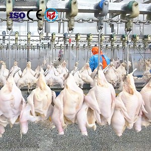 [Hot Item] Chiken Pluker Machine for Poultry Slaughterhouse Equipment Feather Plucking