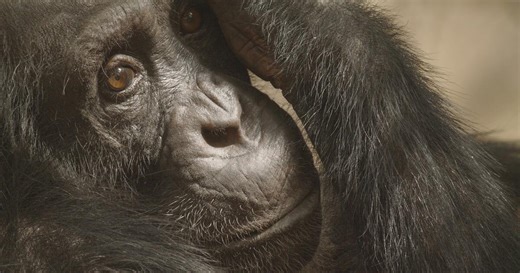 Evolution Earth | Earth | Episode 1