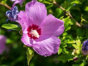 5 Things To Know About Rose Mallow