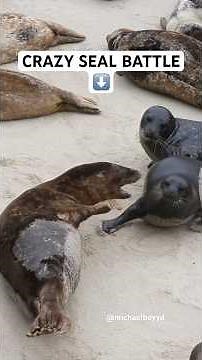 This seal started a crazy seal mosh pit