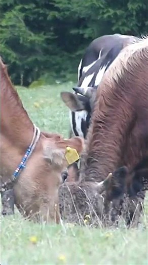 COWS ATTACKING EACH OTHER!