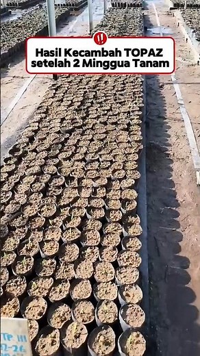 Dalam 2 Minggu Pertumbuhan Kecambah Kelapa Sawit #sawit #kebunsawit