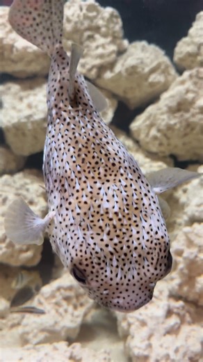 Visited the local aquarium today and spotted this beauty of a Porcupine Fish! Once threatened, this fish inflates like a balloon, and those slicked back spines stand tall to deter any predators! Such an amazing fish species! #Fishing #fish #nature #animals #outdoors #trending #reels #viral #ocean #wildlife #aquarium | Conner Rachowicz