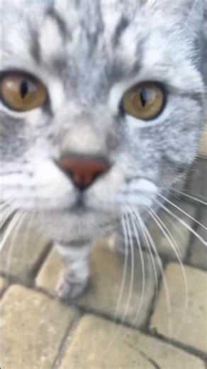 #cat #funnycats #positive #kitty #coolcats #cat #catvideos #shorts