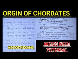 Origin of chordates part -2 notes with explanation #biology #zoology #neet #chordatesnotes #vbu