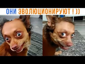 DOG TURNED INTO A HUMAN! ))) | Jokes | Memozg 1493