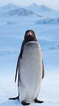The Greatest Father in Nature? Emperor Penguin’s Incredible Story 🐧❄️