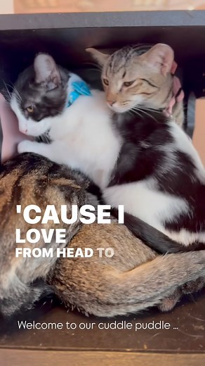 Cause I love you from head to toessie 🥹🐾 Welcome to the Cuddle Paddle — where snuggles are mandatory and toesies are always adored. #catcafemaui #adoptdontshop | Cat Cafe Maui