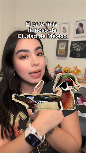 Este Pato Arcoíris (Aix sponsa) 🦆 es el pato más famoso de Ciudad de México porque se trata de un avistamiento fuera de lo habitual para la distribución natural de este hermoso patito que parece pintado a mano 🤩 #pajareando #birding #birdwatching #avedepresa | Ave de Presa