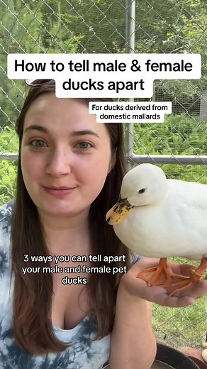 So many ways to tell male & female pet ducks apart! 🦆 #DunkinDucks #Ducks #Quack #Squack #PetDucks #BackyardDucks #FarmAnimals