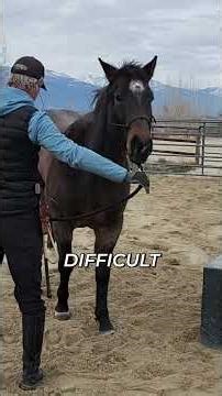 Training Blue Moon: Gunfire Desensitization for Horses #shorts