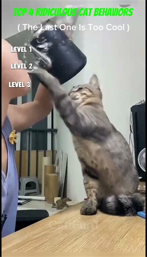 Silly Cat Behavior Part 21 😂