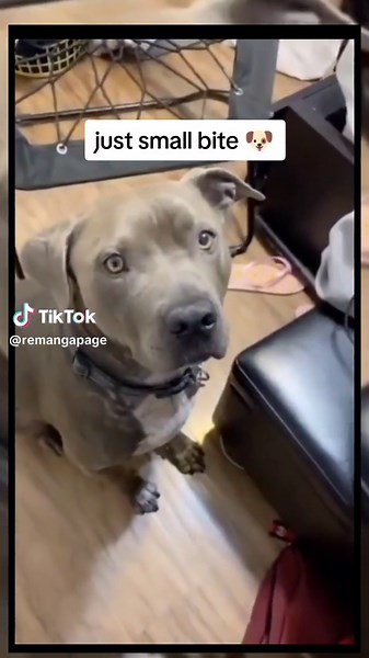 Small Bite Dog Prank: Just Take a Bite!