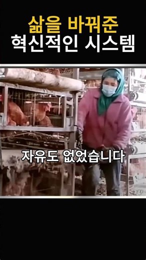 닭의 삶을 바꿔준 농부의 혁신적인 사육법 #닭농장 #농장 #닭사육