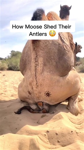 How Moose Shed Their Antlers: Fascinating Facts