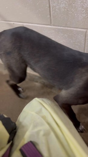 2.6K views · 18 reactions | elist roswell animal control tel 5756246722 so far 167 pledge for sweetheart wanda a 2 year old australian cattle dog mix id a010725. medium sized . 2 year old . to adopt have a vet appointment for a spay/rabies shot . can adopt via email or in person . | Jo Wallace | Facebook