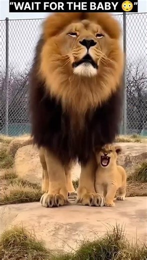 Lion Roars... Then Baby Tries 😂🦁 (Wait For It!)