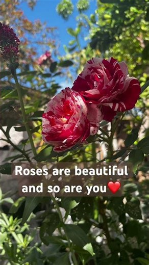 #beautiful #quotes #rose #fracesmotivacionales #rosas