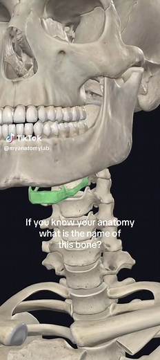 What is the Hyoid Bone? Anatomy Lesson