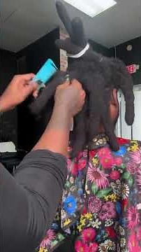 Faire des locks au crochet ou en twist : quelle méthode choisir ?