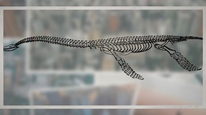 How Do Fossils Give Evidence of Biological Evolution?
