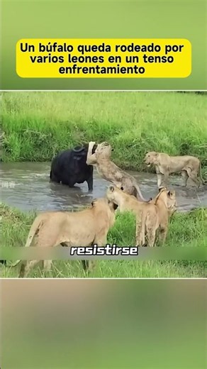 A buffalo surrounded by lions in a tense standoff #Wildlife #WildLife #Buffalo