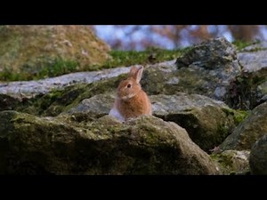 Cute Bunny Video with Relaxing Piano Music