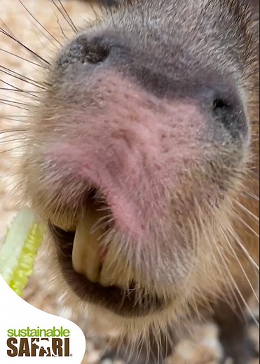 1.2K reactions · 66 shares | Happy Capybara Appreciation Day! The Capy-est day of the year! 塞塞塞塞塞塞塞塞塞 Check out our interactive brochure… https://sustainablesafari.net/services-brochure/ #maplewoodmall #twincities #minnesota #exploremn #zoo #animals #animallovers #animallover #stpaul #mn #animalsofinstagram #cuteanimals #sustainablesafari #maplewoodmall #Minnesota #capybaraday #capybara #capybaraasmr #asmrsounds #ASMR | Sustainable Safari | Facebook