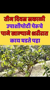 17K views · 120 reactions | पेरूची पाने खाण्याचे फायदे | Hindi Facts | Facebook