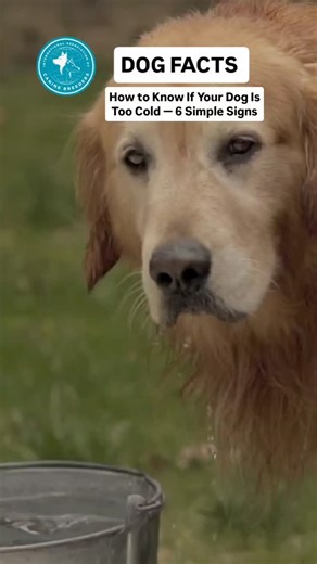Dog facts -How to Know If Your Dog Is Too Cold — 6 Simple Signs Not sure if your dog is too cold? ❄️🐶 Shivering, curling up tight, slowing down during walks, avoiding cold floors, cold ears/paws, and hiding in warm spots — these are clear signs your dog is struggling with low temperatures. Learn the 6 simple signs so you can keep your dog safe, warm, and comfortable this winter! #DogCare #WinterDogTips #DogHealth #ColdWeatherDogs #DogOwners #IACB #DogSafety #HealthyDog #PetTips #WinterCare | In