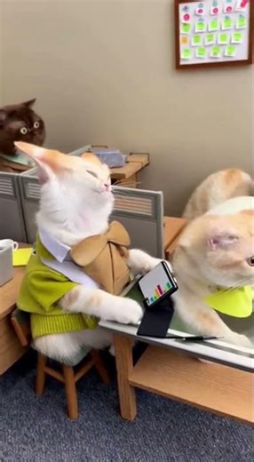 Cats in Computer Training Class 😂🐱💻 | Funniest Office Cat Moment
