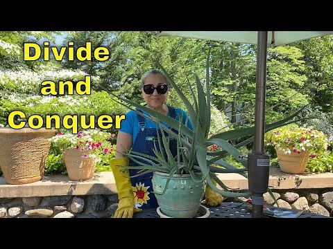 Repotting and Dividing An Aloe Plant