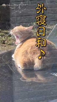 にゃんことボンネット #にゃんこ #茶トラ