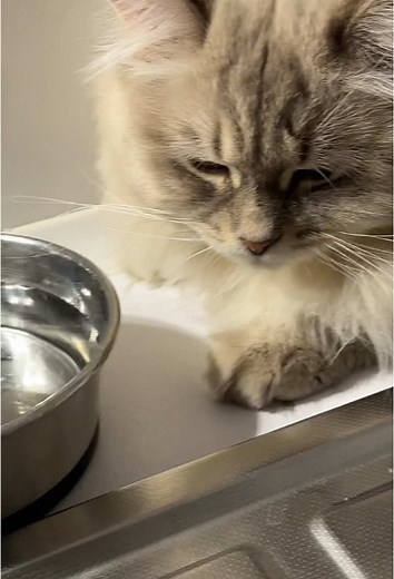 ✅ когда в доме живет мейнкун и сибирский кот утро начинается в когда весело. @Гарри 🐈‍⬛ & Шерлок 🐈 #котики #семейныйтикток #семейныйюмор #ситуация #мейнкун #домашниеживотные #юмор