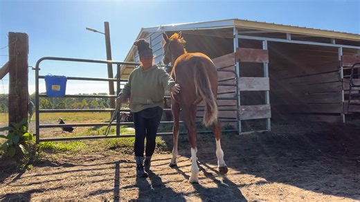 29K views · 201 reactions | Femm, weanling Hanoverian filly that’s here to learn all the basics. She’s haltering and leading beautifully & now we are working on feet for her first trim coming soon ☺️ #warmblood #hanoverian #horses #HorseTraining #foal | Haven Ark Training LLC | Facebook