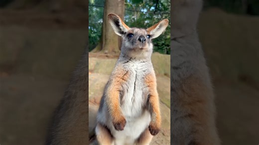 Curious Kangaroo Greets Visitors at the Zoo